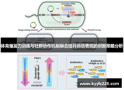 体育爆发力训练与社群协作机制融合提升运动表现的创新策略分析